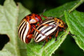 Вчені дослідили як колорадський жук призвичаюється до пестицидів