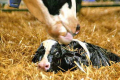 «Кищенці» починають формувати здоров'я телят з вакцинації тільних корів