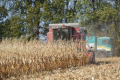 Як строки збирання кукурудзи впливають на ураженість хворобами і шкідниками