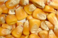 Ціни на кукурудзу продовжують падіння