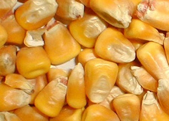 насіння кукурудзи