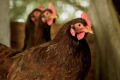 На Кіровоградщині зафіксовано грип птиці