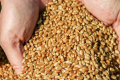 Ціни на пшеницю в Україні залишаються під тиском відсутності експорту