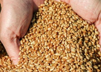 Ячмінь та пшениця в чому різниця