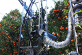 Робот збиратиме комерційний врожай яблук