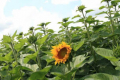Геліхризова попелиця заселяє до 15% рослин соняшнику