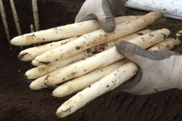 Площі під овочами у 2025 році в Німеччині зросли майже на 4%