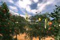 Ізраїльські дрони збирають фрукти