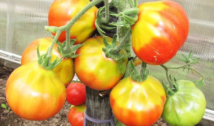 Казахстан призупинив імпорт овочів з Туркменістану через загрозу ToBRFV