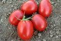 Полтавський фермер отримує 20 т/га томатів на богарі