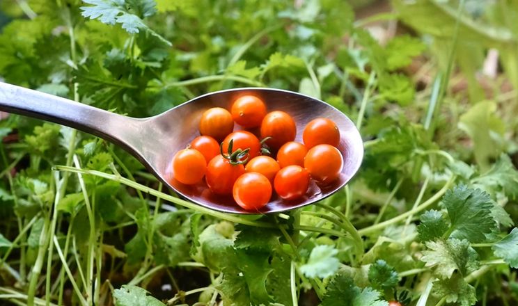 Виробництво найменшого в світі томату розширюють