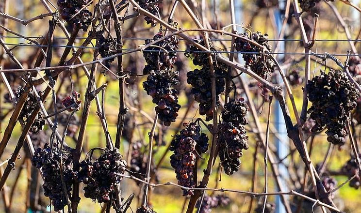В Росії та окупованому Криму через посуху зібрали низький врожай винограду