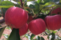 Яблука Wildfire RKD достигають на 3 тижня раніше, ніж основний сорт Гала