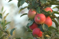 Яблука резистентних до парші сортів конкурентніші за звичайні