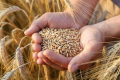 Обмеження поставок з РФ призвело до зростання цін на пшеницю