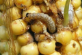 Одна гусениця бавовникової совки може знищити від 2 до 58 зернин кукурудзи, - дослідження