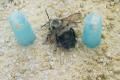 В ЄС уперше почали використовувати бджіл для транспортування ЗЗР до рослин