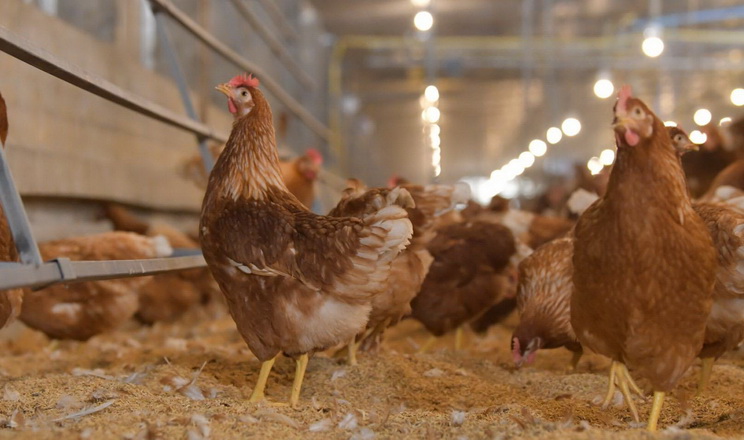 Лише 10% яєць, проданих у Данії, – від курей, яких утримують у клітках
