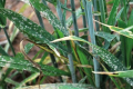 15% рослин озимих зернових уражені борошнистою росою і септоріозом
