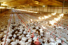 Зонування України щодо грипу птиці може бути визнано після аудиту Великої Британії