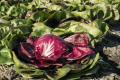 Сівба салатного цикорію стрічковим способом дає найвищу врожайність