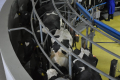 На Полтавщині проробляють графіки відключень електрики для молочних ферм під режим доїння