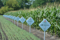 Дніпровський «Маїс» запропонує аграріям 10 нових гібридів кукурудзи