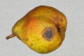 Яблука та груші в Нідерландах вражаються гниллю через Phytophthora chlamydospora