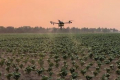 «ВПК-Агро» почала обробляти капусту з дронів