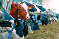 У Ristone Holdings пояснили, чому продуктивність їхніх корів залишилась на торішньому рівні