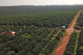 Kubota інвестує в стартап моніторингу дерев