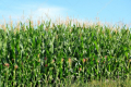 Загущення посівів кукурудзи призводить до «дірки від бублика» замість урожаю, — дослідження