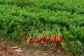Через низькі ціни деякі господарства навіть не копають моркву