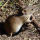 Чисельність мишоподібних гризунів на посівах зеншилася через несприятливі умови