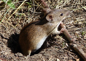 Погодні умови не сприяли розповсюдженню мишоподібних гризунів на посівах Житомирщини