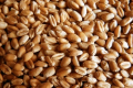 На півдні цього року доцільно сіяти лише тверді сорти ярої пшениці, – науковець