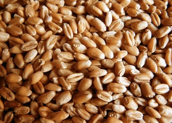 ФГ «Борівське» на Вінниччині переходить на вітчизняні сорти пшениці