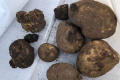 Раніше невідому расу раку картоплі виявили у Нідерландах