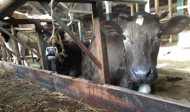 «Сімейні молочні ферми» запускають «Інвестиційну позику»