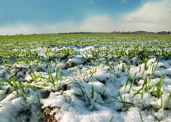 В Україну йдуть снігопади і морози