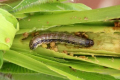 Втрати кукурудзи через озиму совку можуть сягати 80 млн тонн на рік, - ФАО