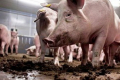 У Данії хочуть заправляти біогазові установки свинячим гноєм