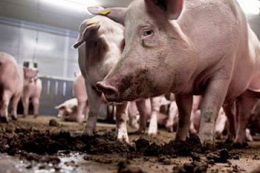 Волинський свинокомплекс домовився про вивезення відходів