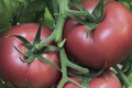 Овочівник знайшов найвигідніший період вирощування рожевих томатів