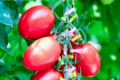 В Японії дозволили ГМО-томати