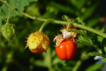 Колючі томати лічі знищують нематоди