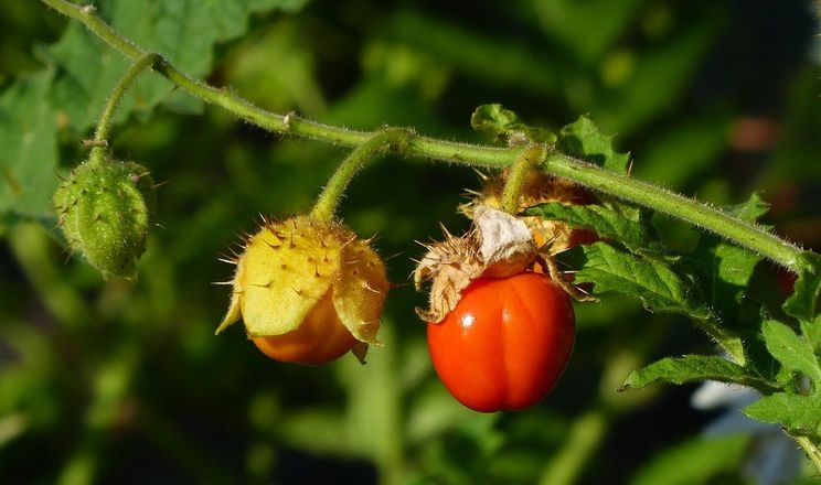 Колючі томати лічі знищують нематоди