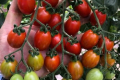 BASF випускає томат, стійкий до ToBRFV