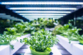 На данській вертикальній фермі вирощуватимуть салат у 14 ярусів