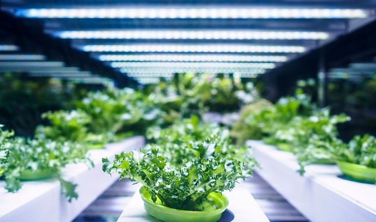 На данській вертикальній фермі вирощуватимуть салат у 14 ярусів